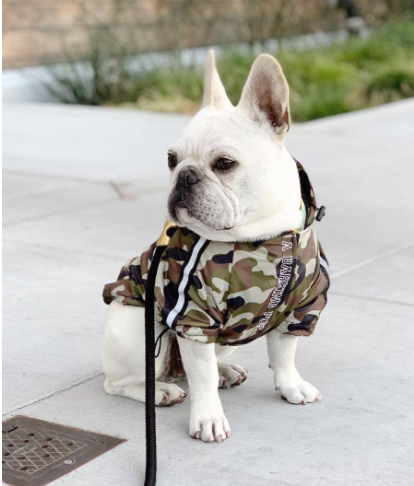 Dog Jacket Pet Clothes